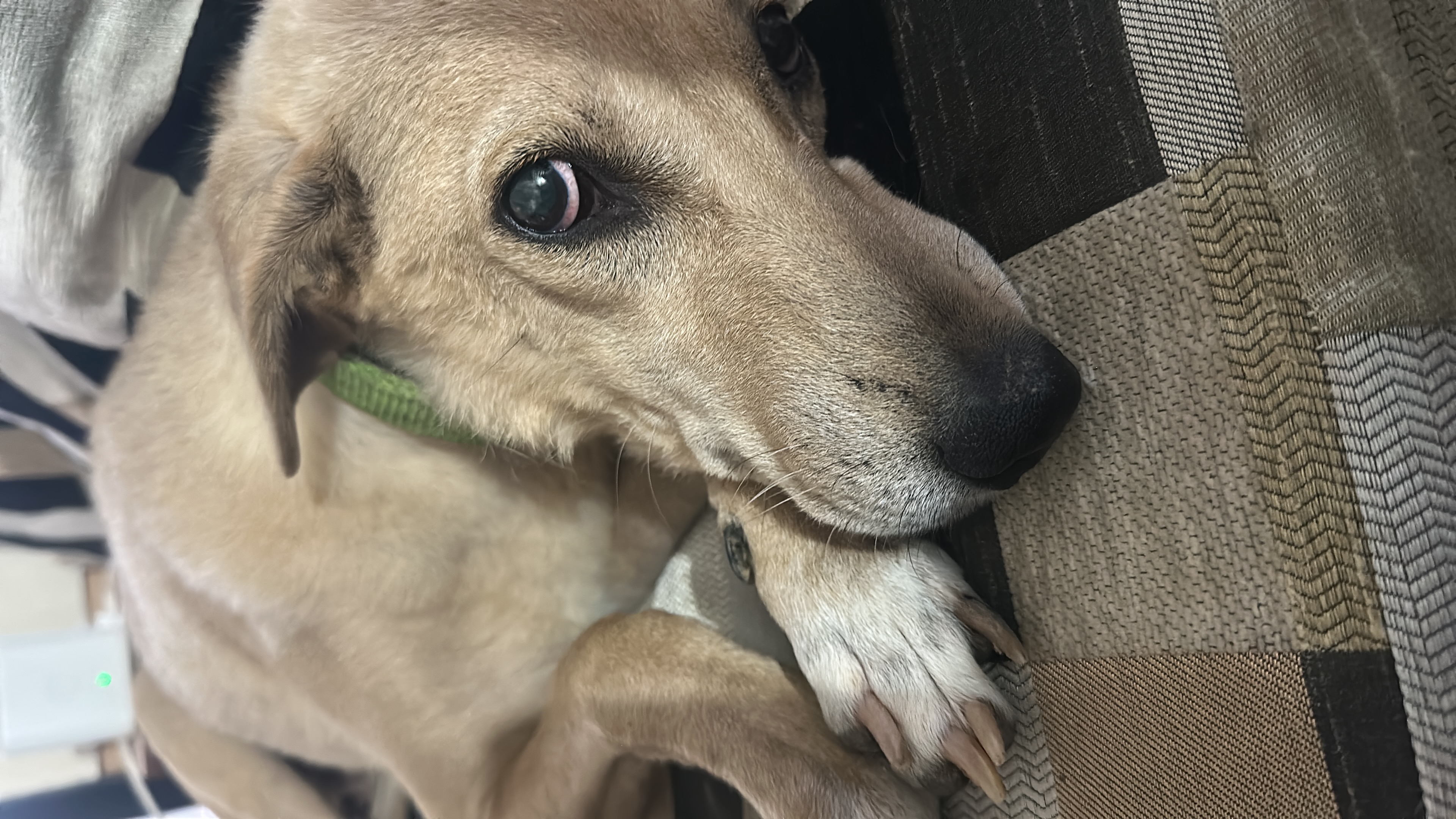 Aloo, a Indie, at The Tail Den