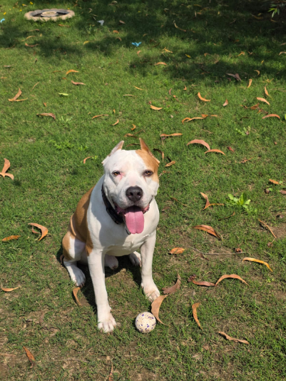 Bodhi, a American Pitbull Terrier, at The Tail Den