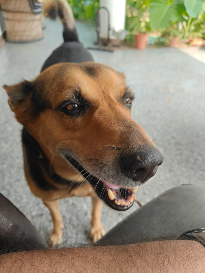 Jerry, a Indie, at The Tail Den