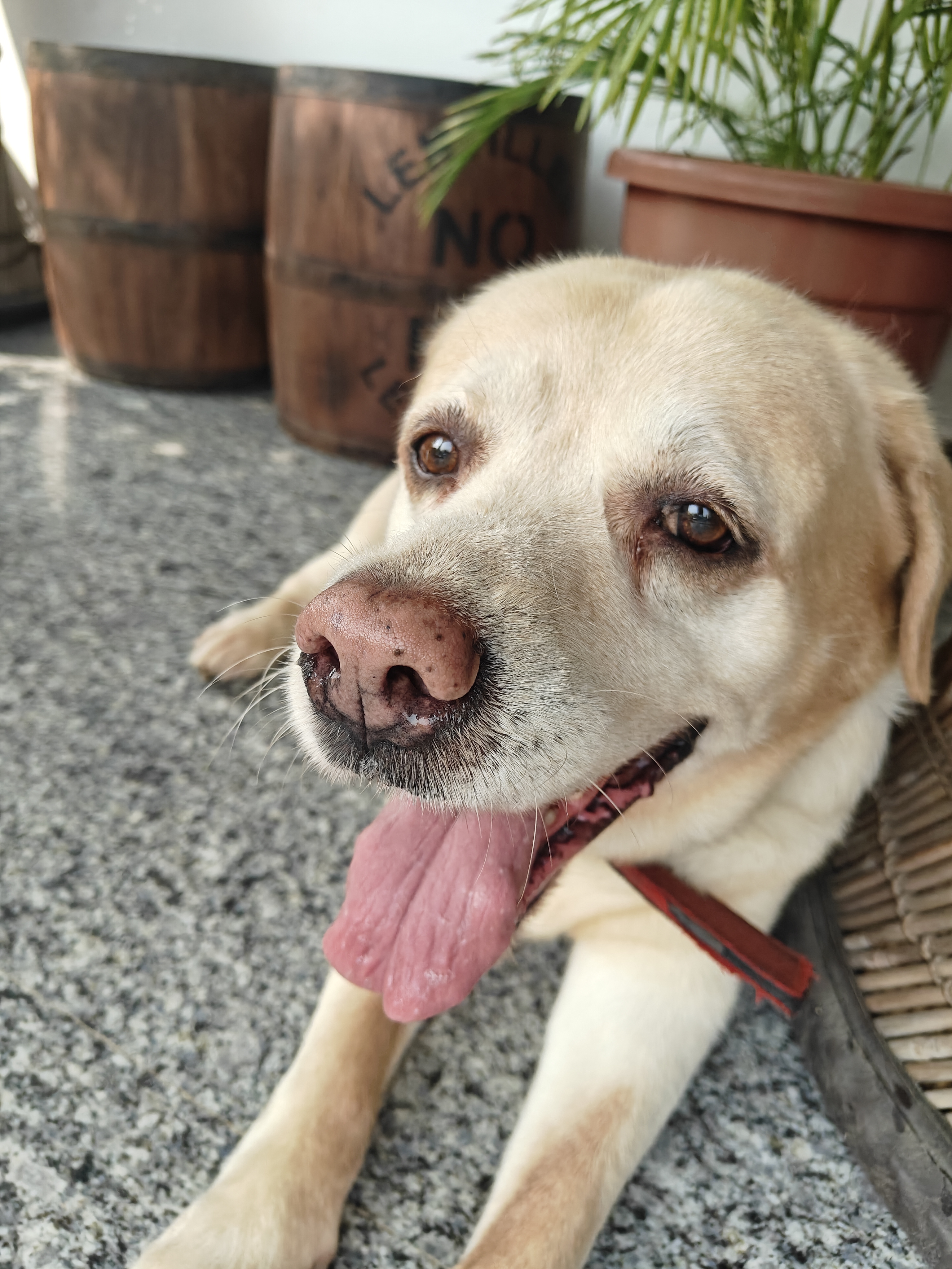 Junior, a Labrador, at The Tail Den