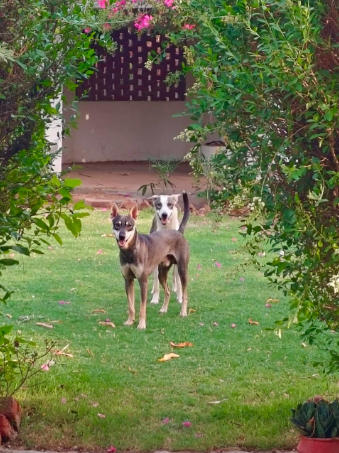 Kannu & Bindu, a Indie, at The Tail Den