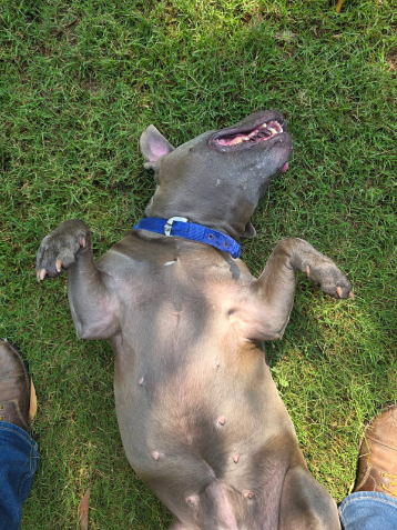 Kyla, a American Pitbull Terrier, at The Tail Den