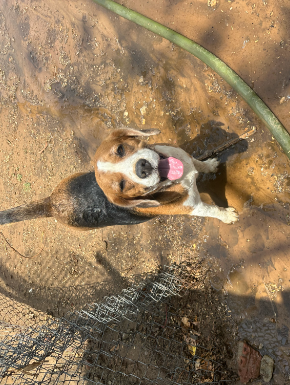 Leo, a Beagle, at The Tail Den