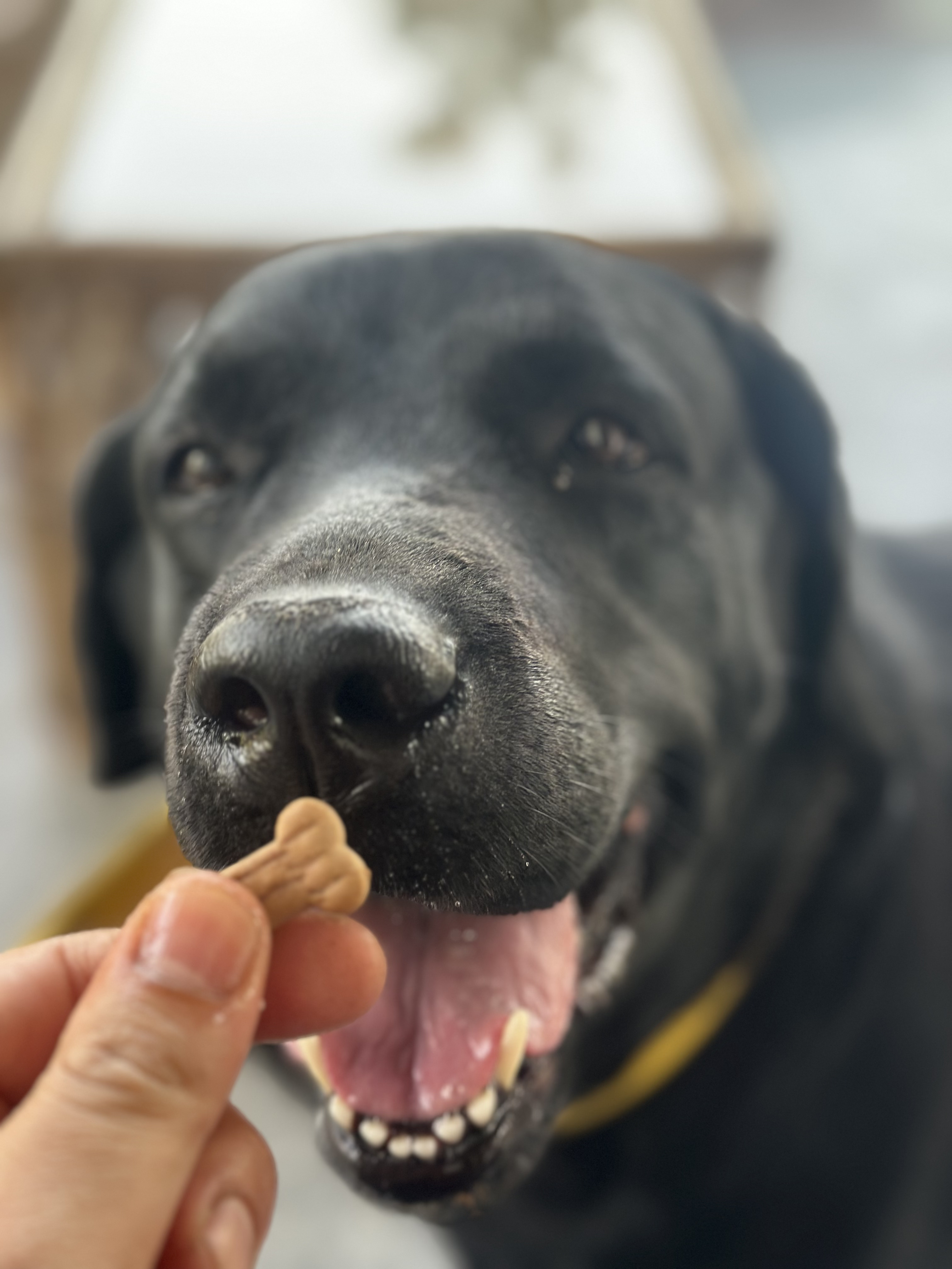 Olive, a Labrador, at The Tail Den