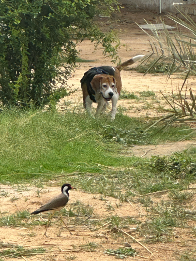 Rafa, a Beagle, at The Tail Den