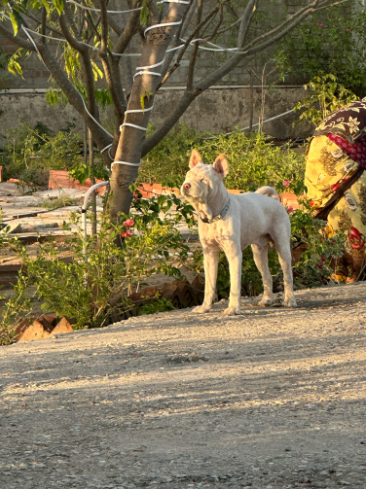 Simbha, a Chow - Chow, at The Tail Den
