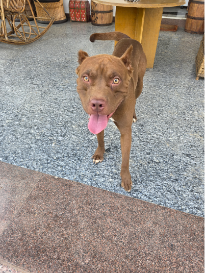 Simbha, a American Pitbull Terrier, at The Tail Den