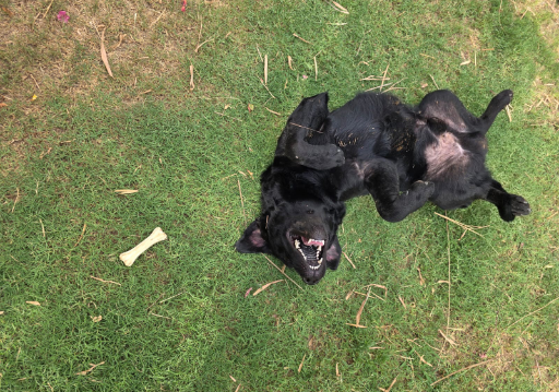 Veer, a Labrador, at The Tail Den