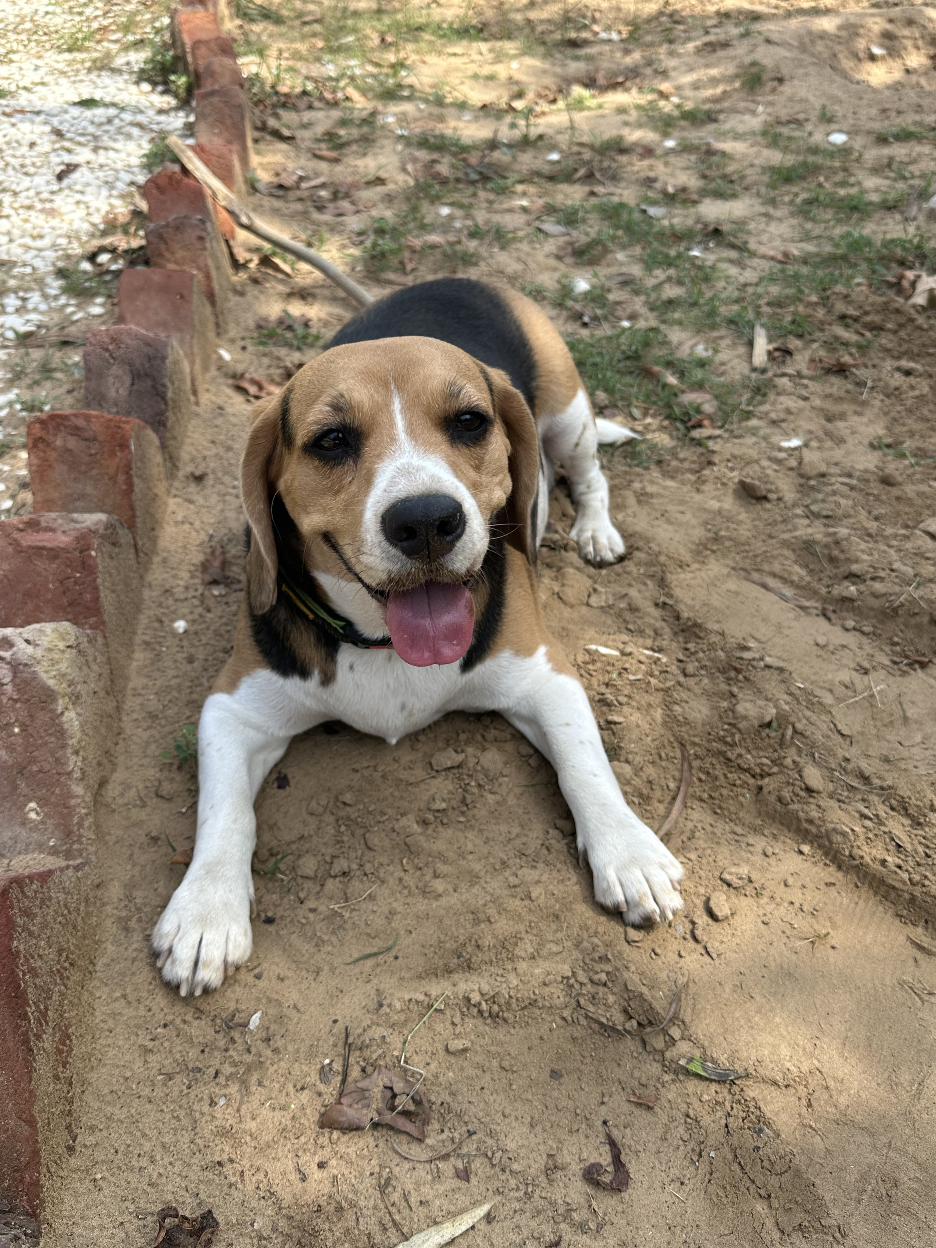Zoey, a Beagle, at The Tail Den