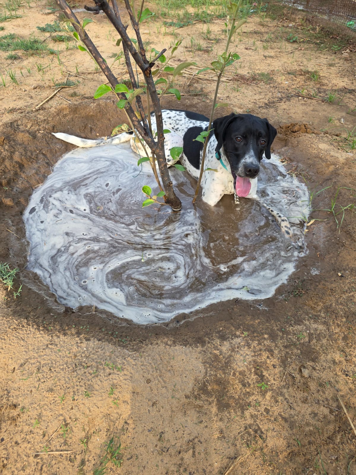 Zorro, a English Pointer, at The Tail Den